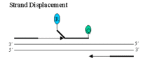 Quantitative PCR LightCycler strand displacement step