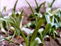 Colchicum autumnale