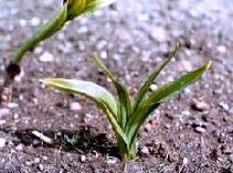 Colchicum autumnale 