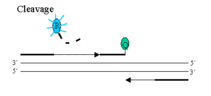 Quantitative PCR LightCycler cleavage step