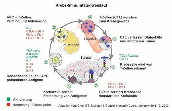 Immun-Checkpoint Therapie