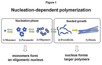 Nucleation-dependent polymerization Nucleation-dependent polymerization