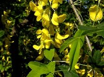 Foto von Goldregenblüten