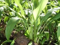 Allium ursinum im Wald (Foto Andreas Braun) 