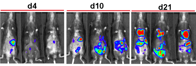 In vivo Bioluminescence Imaging (BLI)