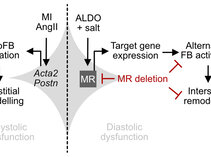 Meral et al. Reversible Fibroblast Trajectories Regulated by MR Underlie Diastolic Dysfunction. Circ Res 2026