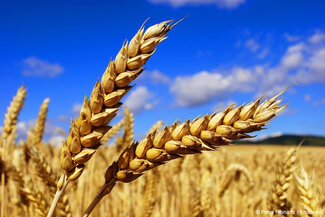 Weizenfeld mit Ähren. Das Getreide enthält besonders viel Gluten. Für Gesunde ist das aber kein Problem