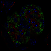 Confocal microscopy cell in green, red and blue fluorescence