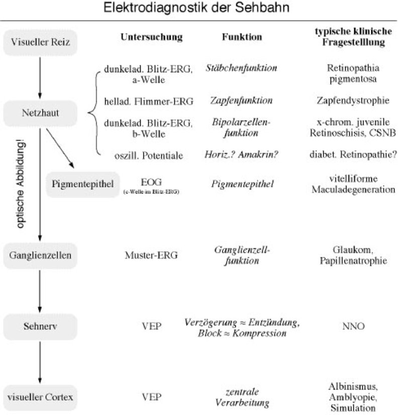 Elektrodiagnostik der Sehbahn, Übersicht.