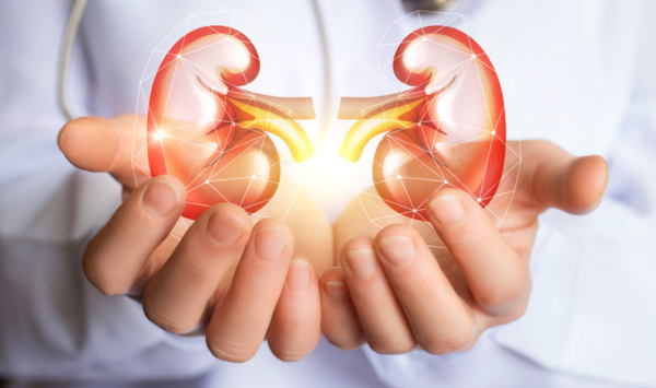 Hände halten leuchtende 3D-Modelle von Nieren, symbolisieren Schutz und Gesundheit.