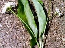Allium ursinum 