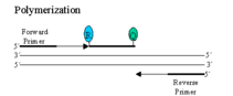 Quantitative PCR LightCycler polymerisation step