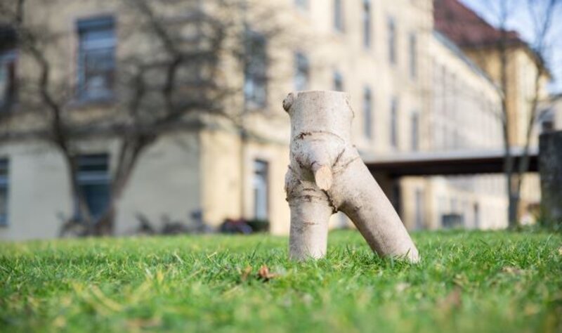 Bei einer Phimose kann die Vorhaut nicht über die Eichel zurückgezogen werden. ©Britt Schilling/Universitätsklinikum Freiburg