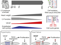 Erny et al. Downregulation of TCF19 and ATAD2 causes endothelial cell cycle arrest at the transition from cardiac hypertrophy to heart failure. Basic Res Cardiol 2025