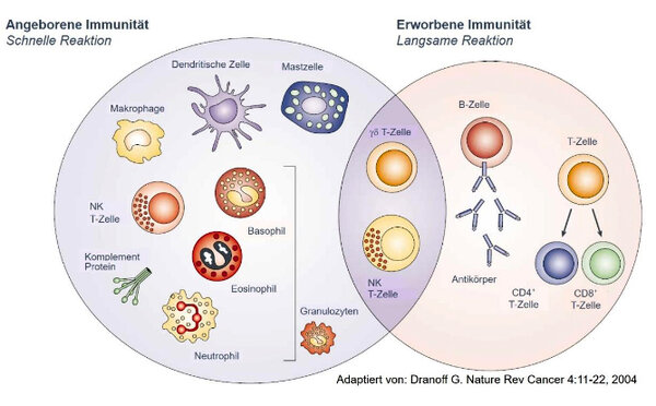 Immunsystem