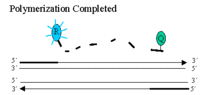 Quantitative PCR LightCycler polymerisation completed