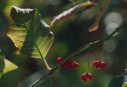 Foto von Paffenhütchen mit Blüten