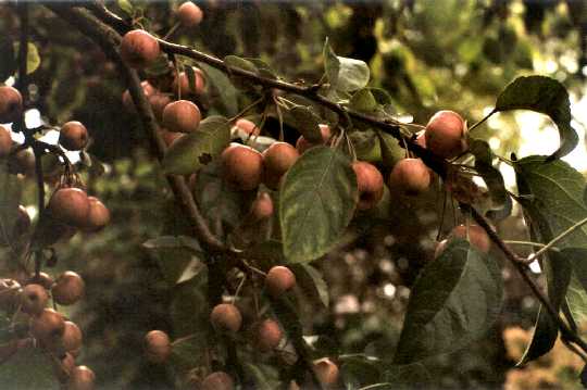 Bild von einem fruchtendem Zierapfelbaum